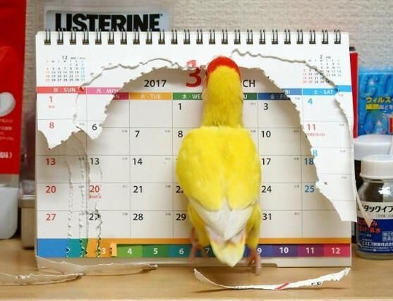 【おもしろインコ画像】誰よりも先に2018年を迎えてしまったイタズラ好きのインコ