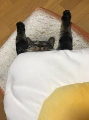 【おもしろネコ画像】朝食に挟まれるネコの寝姿がかわいい