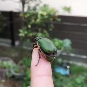 【おもしろ昆虫画像】指先から飛び立つアオドウガネを撮影したら悲しい結末に…