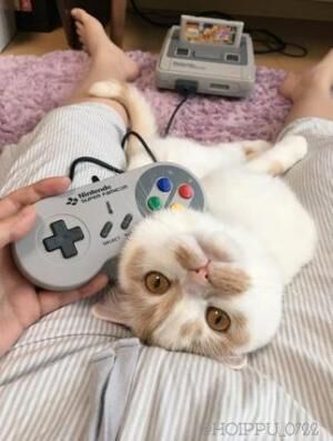 【かわいいネコ画像】ゲーム中の飼い主を誘惑するニャンコ