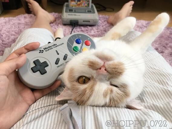 【かわいいネコ画像】ゲーム中の飼い主を誘惑するニャンコ