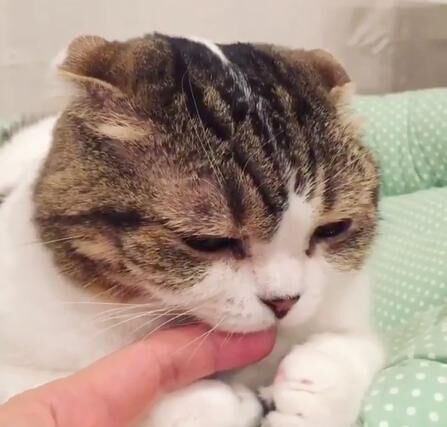 かわいいネコ画像 肉球をプニプニされて甘噛みする猫が可愛すぎる 17年7月16日 ウーマンエキサイト
