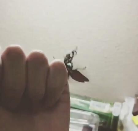 【かわいい昆虫画像】華麗に墜落していくクワガタの飛翔シーン