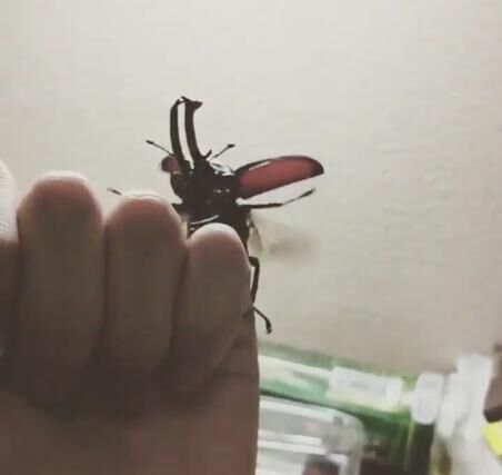 【かわいい昆虫画像】華麗に墜落していくクワガタの飛翔シーン