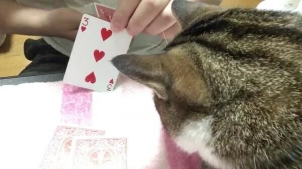 【おもしろネコ画像】飼い主のカードマジックに半端なく食いつくニャンコ