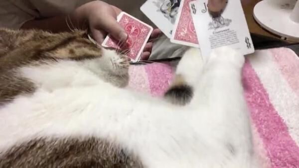 【おもしろネコ画像】飼い主のカードマジックに半端なく食いつくニャンコ