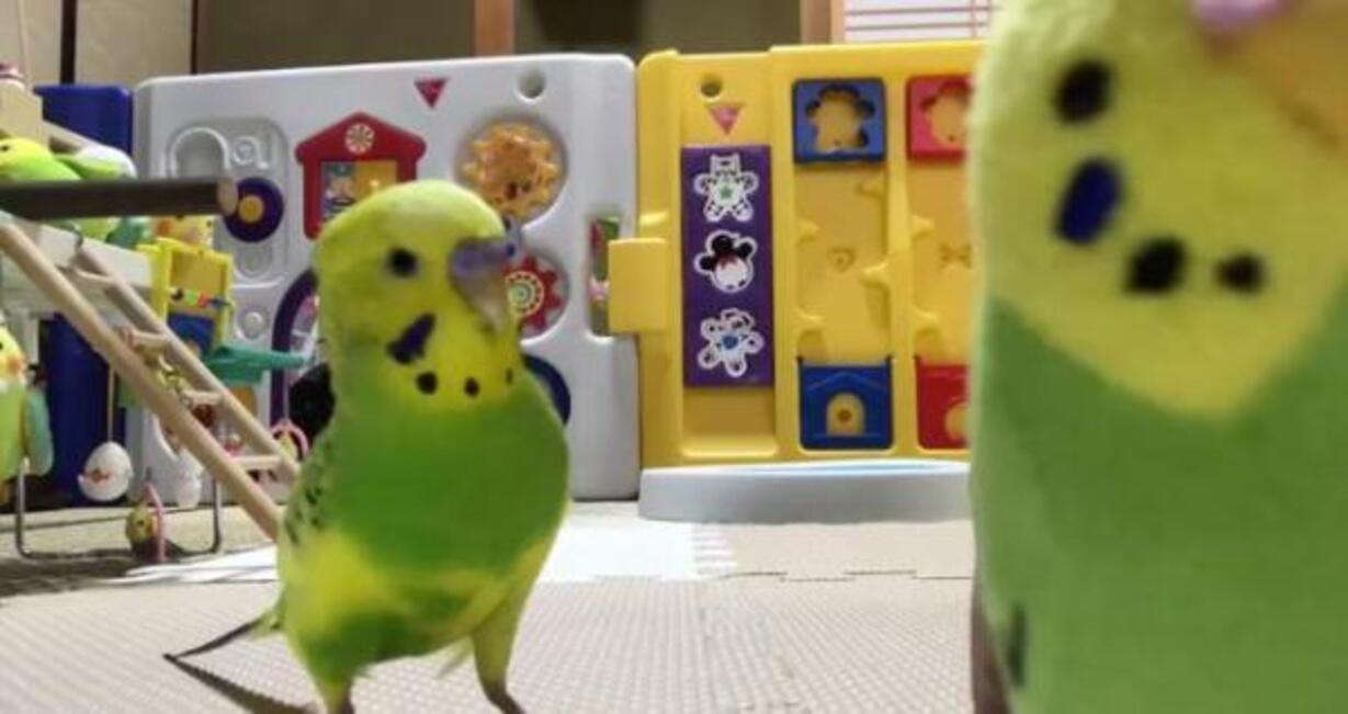 かわいいトリ画像 必死にぬいぐるみに話しかけようとするインコ 17年7月23日 ウーマンエキサイト