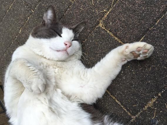 かわいいネコ画像 ベンツのタイヤで爪研ぎをする野良猫 17年7月28日 ウーマンエキサイト