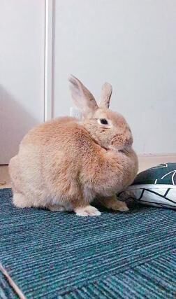 【かわいいウサギ画像】モフモフの体に足をしまうウサギが可愛すぎる