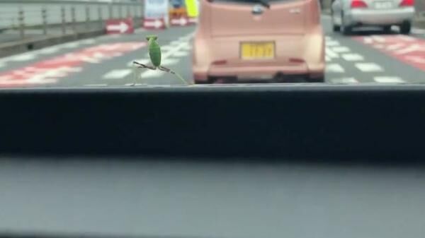 【おもしろ昆虫画像】車のボンネットでノリノリのダンスを披露するカマキリ