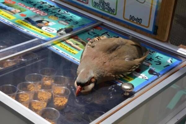 【かわいいトリ画像】エサ売り場で“空腹アピール”する鳥さんの名演技