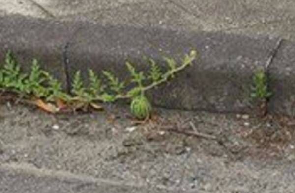 【おどろき植物画像】道端に突如現れたスイカのたくましさに驚愕