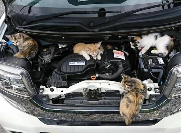 【かわいいネコ画像】車のボンネットへの侵入者がくれた癒しと注意喚起