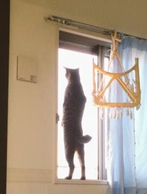【びっくりネコ画像】猫背とは何か……と問いかけたくなる猫の立ち姿