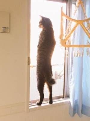 びっくりネコ画像 猫背とは何か と問いかけたくなる猫の立ち姿 17年8月24日 ウーマンエキサイト