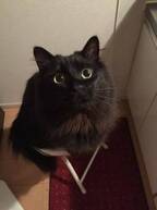 【びっくりネコ画像】黒いマットと完全に同化している黒猫