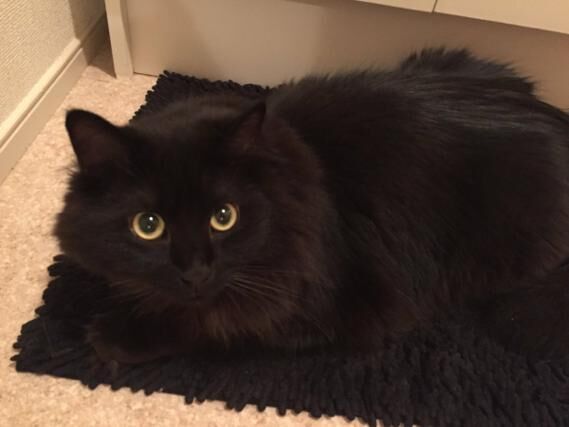 【びっくりネコ画像】黒いマットと完全に同化している黒猫