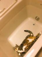【かわいいネコ画像】お風呂に潜んでいたニャンコが可愛い