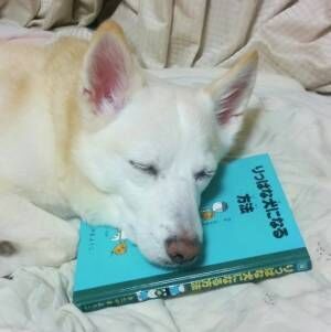 【かわいいイヌ画像】寝ている犬が枕にしていた本のタイトルに感動