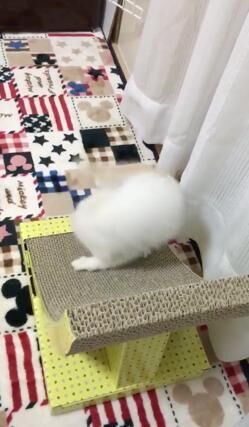 【かわいいネコ画像】爪研ぎ台から落ちた後に決めポーズを取るニャンコ
