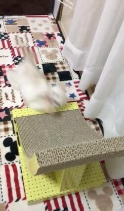 【かわいいネコ画像】爪研ぎ台から落ちた後に決めポーズを取るニャンコ