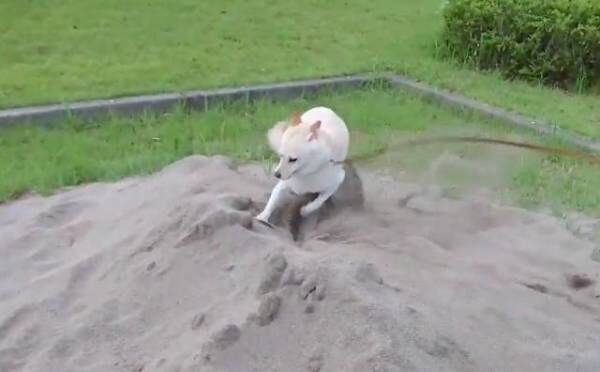 【おもしろイヌ画像】砂場で荒ぶる白柴が見せた突然のキョトン顔