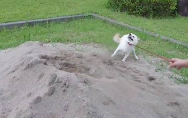 【おもしろイヌ画像】砂場で荒ぶる白柴が見せた突然のキョトン顔