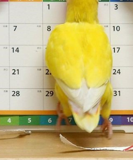 おもしろインコ画像 新年のスタートをくじくインコのいたずらに呆然 17年1月日 ウーマンエキサイト