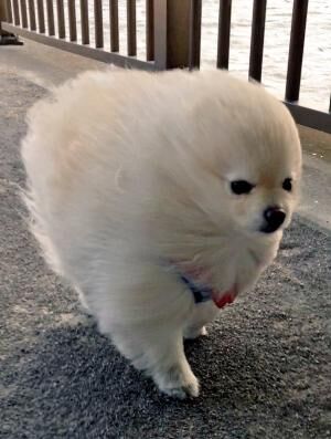 【かわいいイヌ画像】強風でオールバックになっているポメラニアンが可愛い