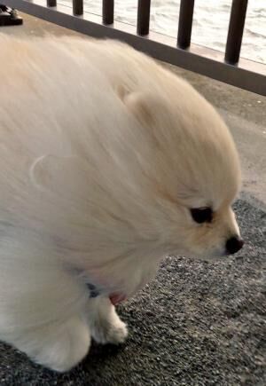 【かわいいイヌ画像】強風でオールバックになっているポメラニアンが可愛い