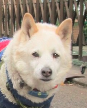 かわいいイヌ画像 リードを落とされた犬の表情が切なすぎると話題に 17年2月3日 ウーマンエキサイト