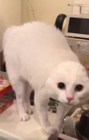 【おもしろネコ動画】飼い主のスクワットに警戒しすぎて耳が消えてしまった白猫