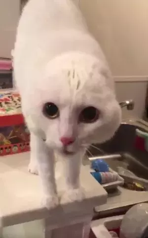 【おもしろネコ動画】飼い主のスクワットに警戒しすぎて耳が消えてしまった白猫