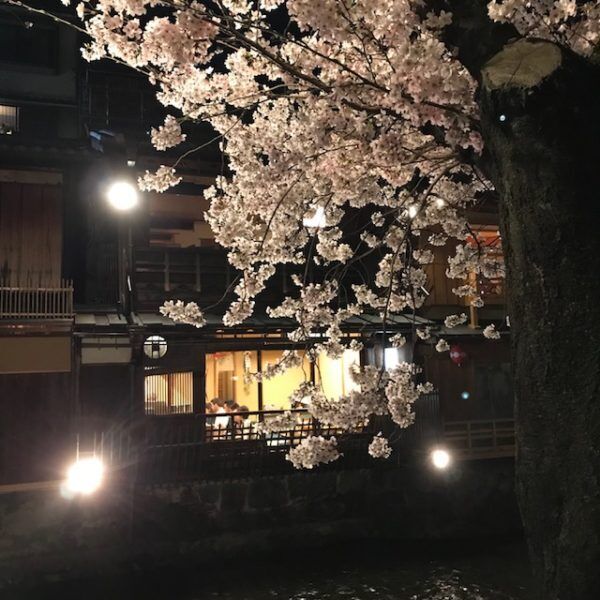 「祇園の夜桜」樹齢約87年のしだれ桜、京都ならではの花見の名所 へ【KAORU from KYOTO vol.23】