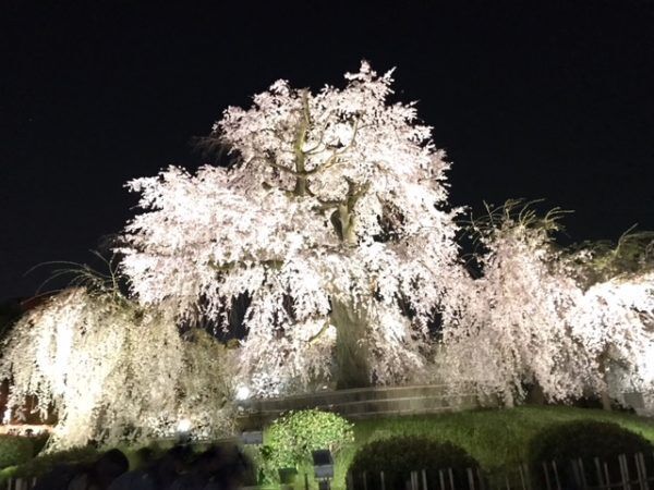 「祇園の夜桜」樹齢約87年のしだれ桜、京都ならではの花見の名所 へ【KAORU from KYOTO vol.23】