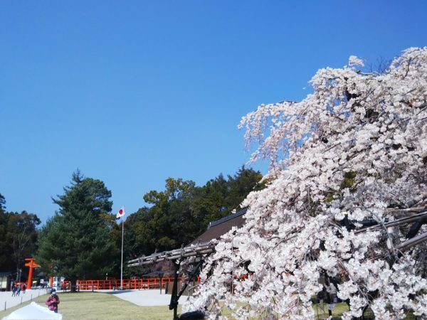 「祇園の夜桜」樹齢約87年のしだれ桜、京都ならではの花見の名所 へ【KAORU from KYOTO vol.23】