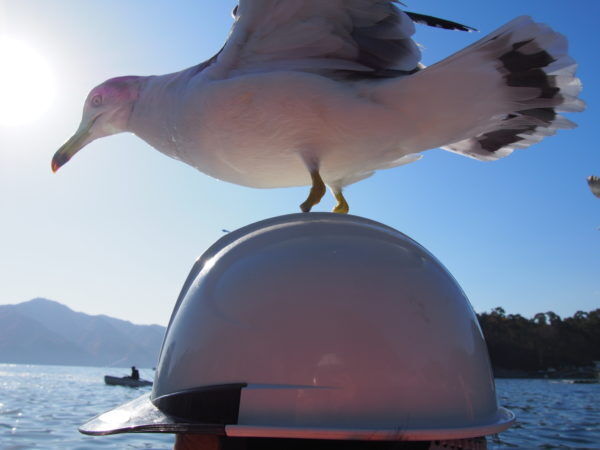 「旅するデザイナー」がおすすめする旅先でのお土産たち！【vol.14 岩手県浄土ヶ浜／リピート間違いなし！津波という災害を乗り越えた「田老かりんとう」】