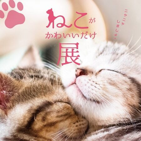 「ねこがかわいいだけ展」横浜、静岡で追加開催決定