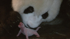『51〈ウーイー〉世界で一番小さく生まれたパンダ』の出産シーンを公開