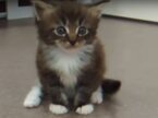 【動画】ちょこちょこ歩き回るゾ!! メインクーンの子猫たち