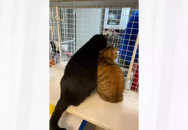 【まるで献立をチェックする人間…？】ごはんを前にした動物たちに→「何度見ても笑いが止まらない」