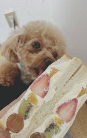 【まるで献立をチェックする人間…？】ごはんを前にした動物たちに→「何度見ても笑いが止まらない」