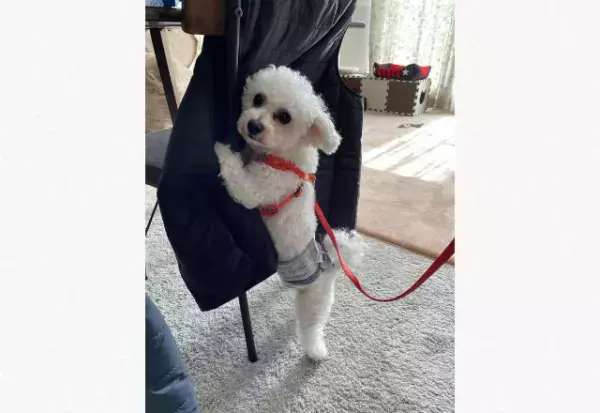 【必死の訴え！】外に出たくないと椅子にしがみつき…→「思わず笑ってしまった」