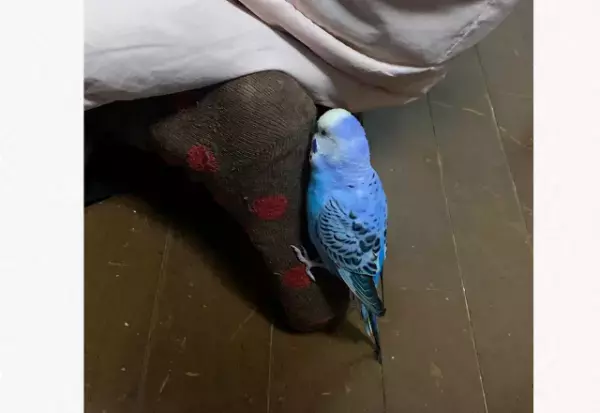 【人の足が好きすぎる小鳥！？】動物たちの笑える瞬間2選