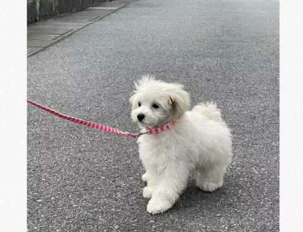 【全力拒否！】人見知りが激しい猫ちゃんが…→「助けを求めている表情が面白い」