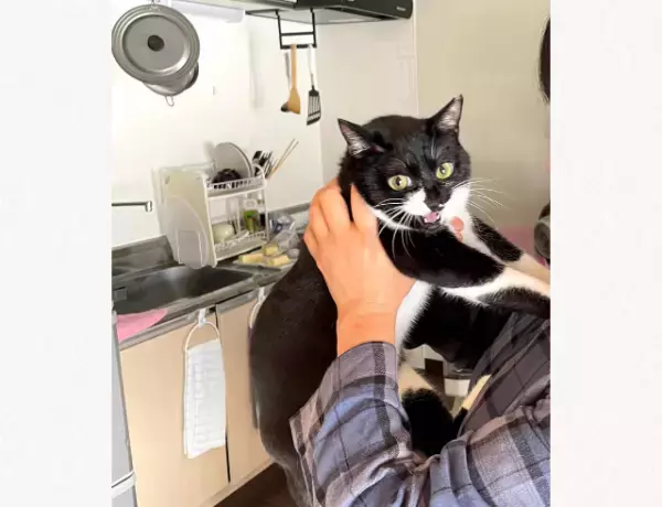 【全力拒否！】人見知りが激しい猫ちゃんが…→「助けを求めている表情が面白い」