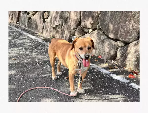 「笑った」お花見で連れ出したワンちゃんの鼻と舌が可愛すぎる