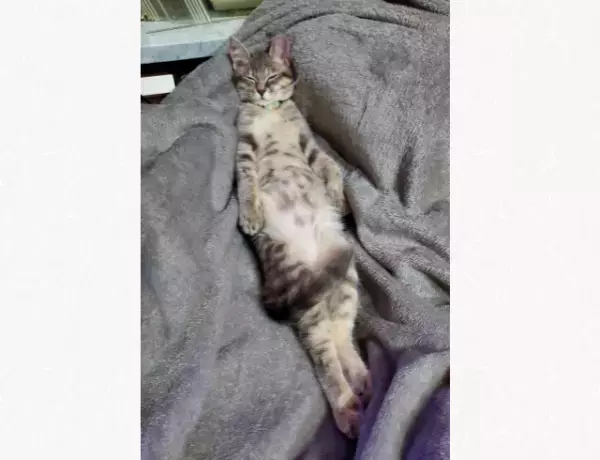 「思わず見つめ合ってしまった」プレーリードッグが見つめてきて→ビックリ＆爆笑