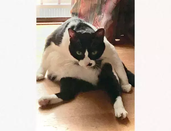 「何やねん！気持ち良く寝てたのにー！」睨んでくる猫。態度が何とも偉そうで思わず笑みが…！