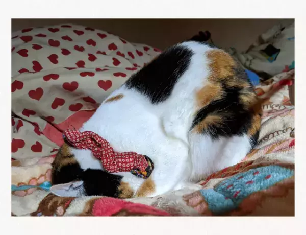 待ちくたびれた…【変わった寝方の猫】おにぎりのように三角で寝ていて…→「勉強の疲れも吹っ飛んだ！」